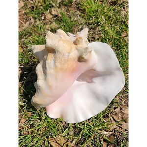 VTG Queen Stromb Conch Shell Nautical Art 6.5"L X 6 5"W, Pink Natural